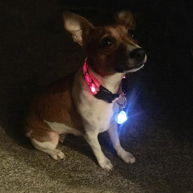 Clip-on Dog Cat Pet Safety LED Collars Lights with 3 Modes Dog Costume Toy Accessories Night Time Walking Camping Hiking