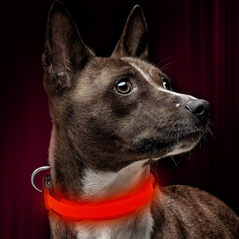 LED Dog Collar, USB Rechargeable Nylon Webbing Adjustable Glowing Pet Safety Collar, Reflective Light Up Collars for Your Dogs